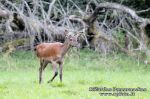 Taurusis elnias (Cervus elephus)